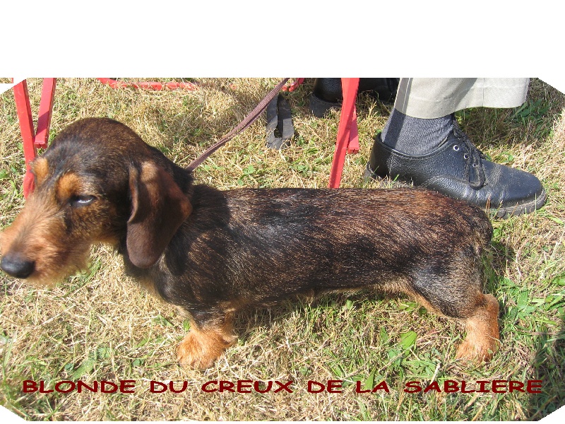 Blonde Du creux de la sabliere